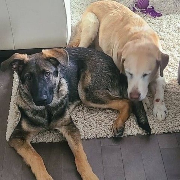 Meet your Posher, Dwayne - Picture 1 of 1